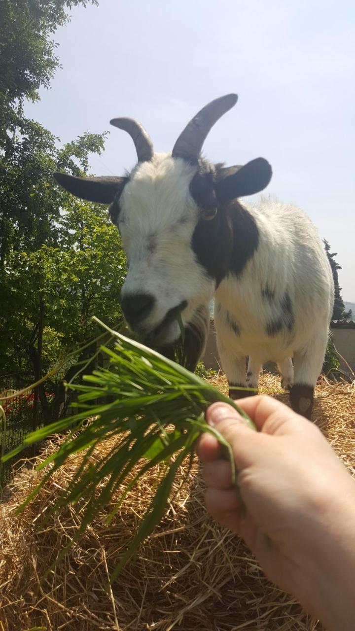 Agriturismo La Guarda Picedo المظهر الخارجي الصورة