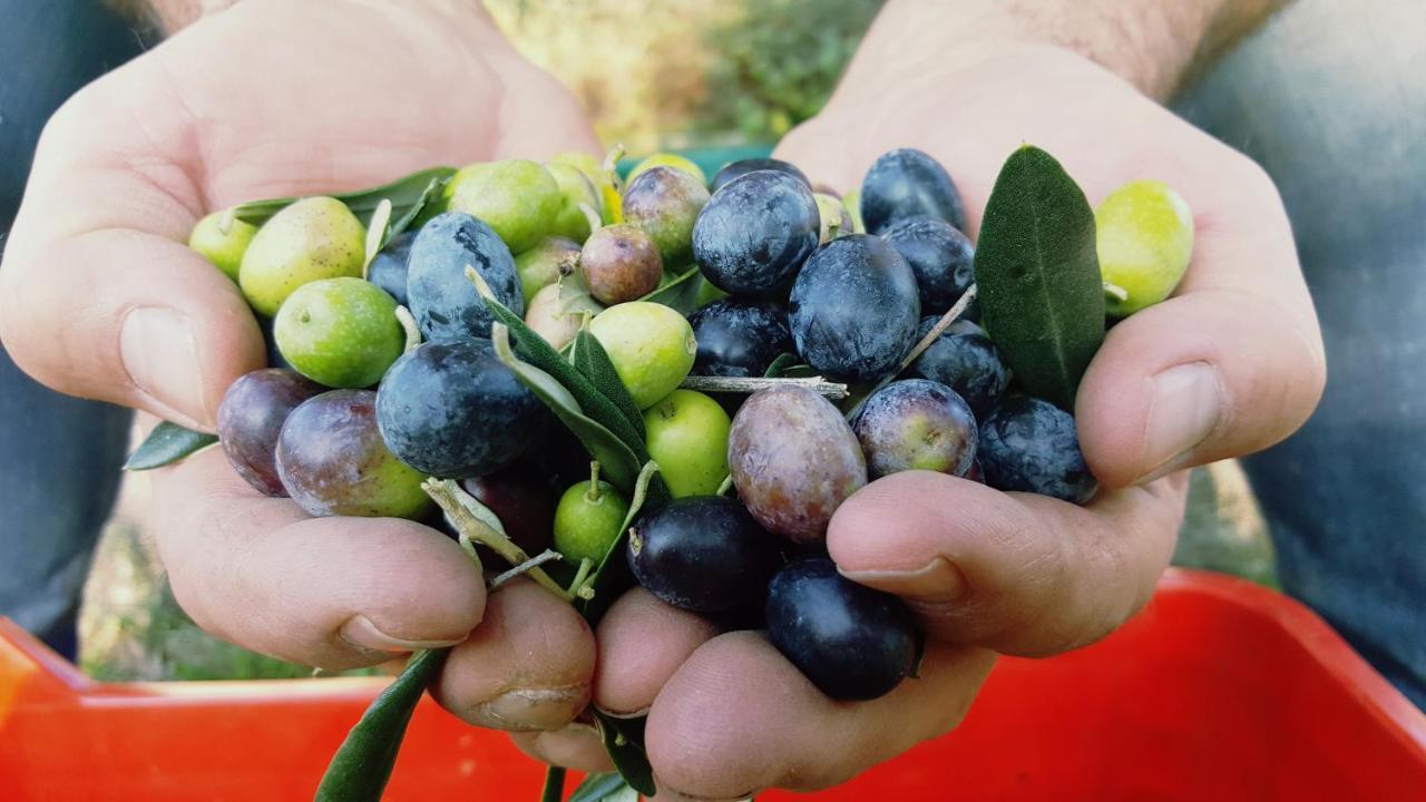 Agriturismo La Guarda Picedo المظهر الخارجي الصورة